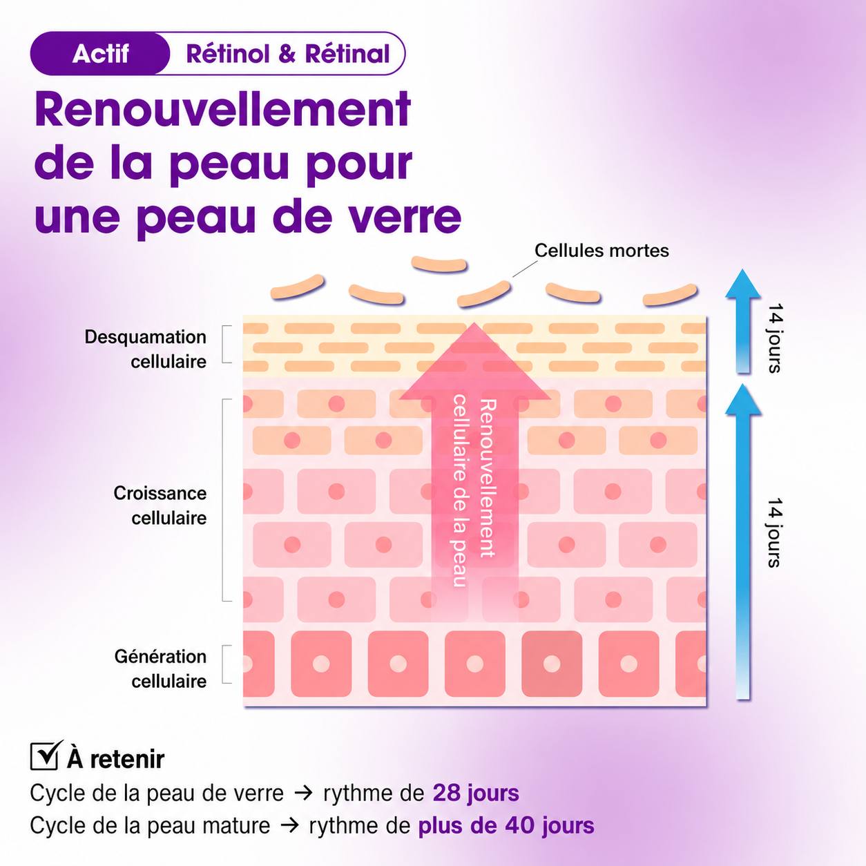 Skinelle Crème Anti-Âge au Rétinol & Bakuchiol